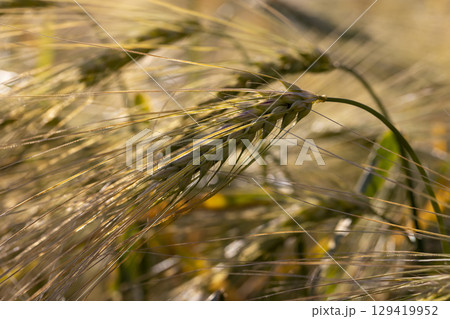 a field in the evening during the summer at sunset 129419952