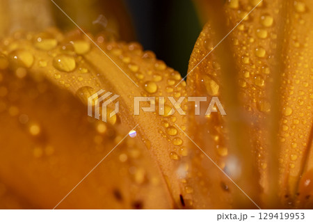 lily flowers covered with water droplets in spring, wet lily in sunny weather during flowering, closeup 129419953