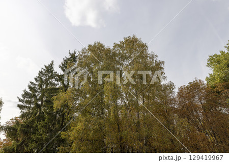 birch tree in the autumn against the sky, autumn changes in the birch foliage of trees in the park 129419967