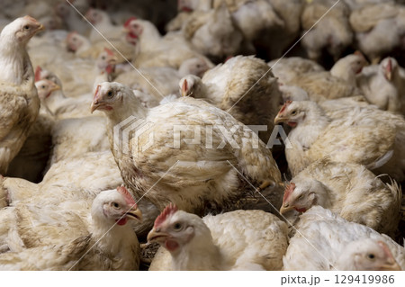 fattened broiler chickens in a large coop close-up, Some chickens are standing and sitting fattened broiler chickens in a large coop close-up, Some chickens are standing and sitting 129419986