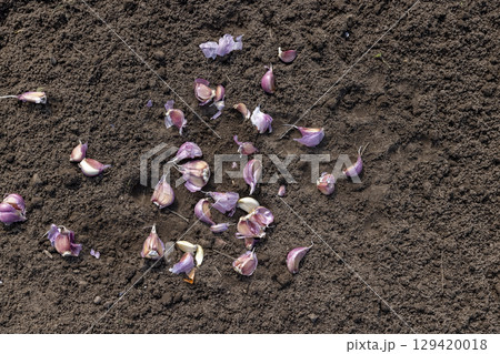 violet garlic cloves in the field during sowing, soil preparation and separation of garlic for planting during farming in the field in the spring 129420018