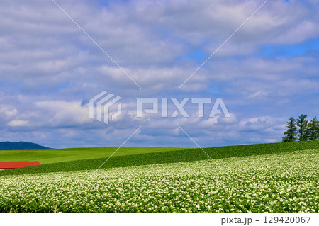 ジャガイモ畑と大空（北海道・美瑛町・びえいちょう） 129420067