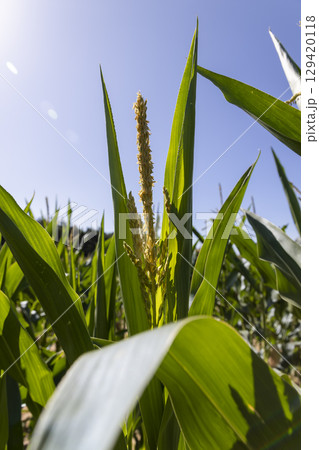 agricultural field where corn crops are grown with corn flowers against a clear sky agricultural field where corn crops are grown with corn flowers against a clear sky 129420118