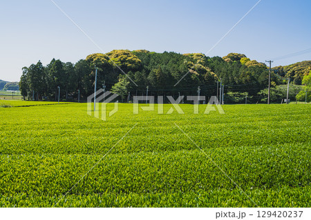 袋井市の三川の茶畑の風景(静岡県) 129420237