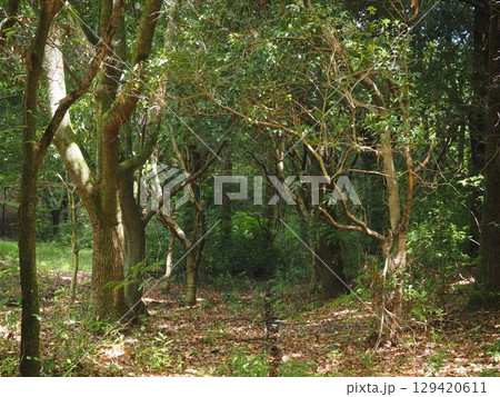 雑木林 129420611