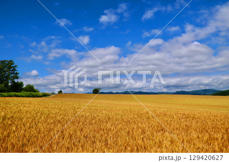 麦畑と大空(北海道・美瑛町・びえいちょう) 麦畑と大空(北海道・美瑛町・びえいちょう) 129420627