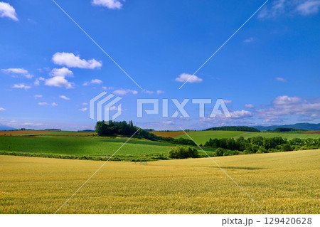 麦畑と大空(北海道・美瑛町・びえいちょう) 麦畑と大空(北海道・美瑛町・びえいちょう) 129420628