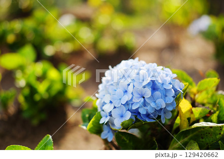 Close up a single blooming purple and violet Hydrangea flowers on green lawn of mountain in natural sunlight on summer of garden. copy space 129420662