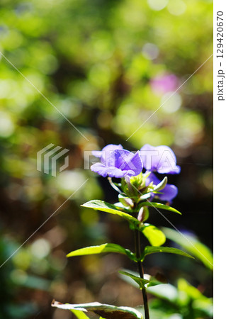 Blooming fresh Blue Hawaii or Brazilian Snapdragon flowers branch in natural sunlight of tropical garden. Copy space of vertical photo Blooming fresh Blue Hawaii or Brazilian Snapdragon flowers branch in natural sunlight of tropical garden. Copy space of vertical photo 129420670