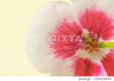 Macro view of a white and pink geranium flower. Macro view of a white and pink geranium flower. 129420844