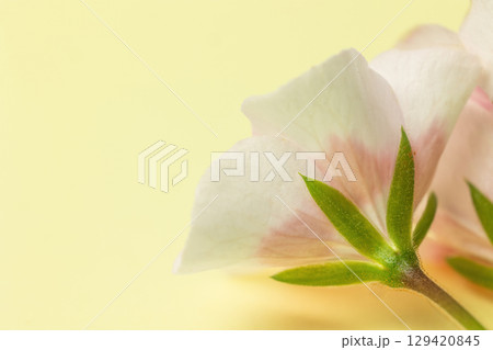 Macro view from below of a white geranium flower Macro view from below of a white geranium flower 129420845