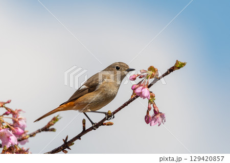 春の桜にとまるジョウビタキの雌 129420857