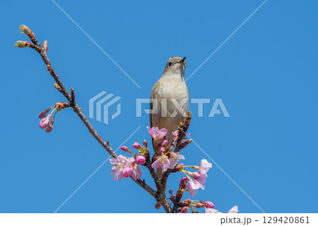 青空と桜に映えるジョウビタキの雌 129420861
