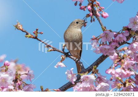 満開の桜に囲まれたジョウビタキの雌 129420871