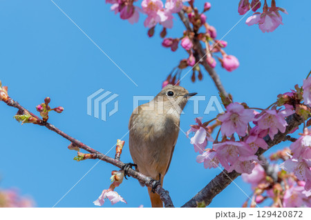 満開の桜に囲まれたジョウビタキの雌 満開の桜に囲まれたジョウビタキの雌 129420872