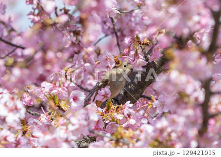 桜の花に包まれたジョウビタキの雌 129421015