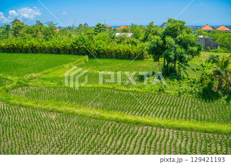 バリ島の青空と緑豊かな水田の田園風景 129421193