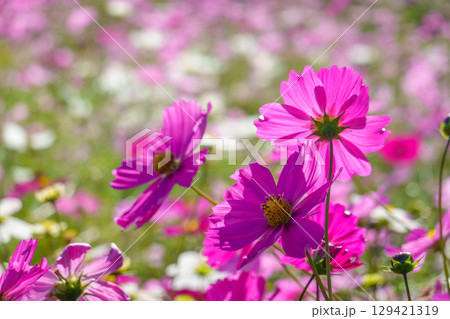 鮮やかなピンクのコスモスが彩る秋の花畑 129421319