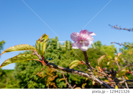 青空に映える一輪の桜の花 青空に映える一輪の桜の花 129421326