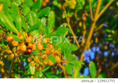 モッコクの実 129421755