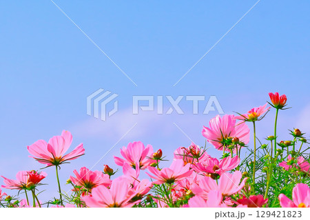 爽やかな青空と満開のコスモスの花 129421823