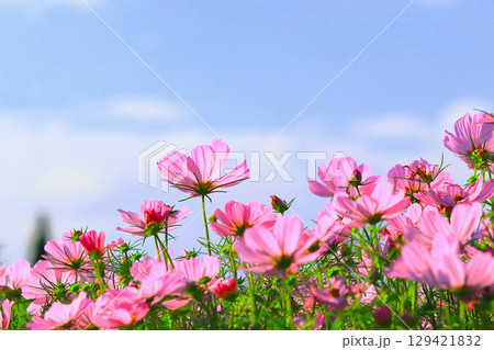 爽やかな青空と満開のコスモスの花 爽やかな青空と満開のコスモスの花 129421832