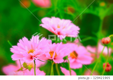 八重咲きのピンクのコスモスの花 129421905