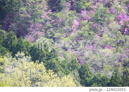 山肌に咲く新緑とミツバツツジの群生 129422055