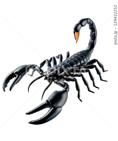 Black scorpion with large pincers and curved tail ready to strike. 129422252