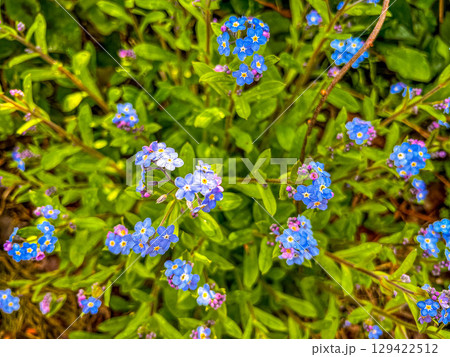 小さな忘れな草 小さな忘れな草 129422512