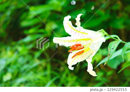 夏の山道に咲くやまゆりの花 129422553