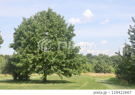Summer in the landscape park Kolomenskoye in the district, Moscow, August 2022. Summer in the landscape park Kolomenskoye in the district, Moscow, August 2022. 129422667