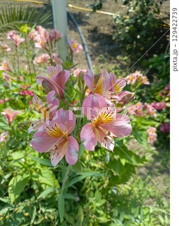 Peruvian lilies in bloom in a soft and delicate style in pink, white, and yellow colors representing beauty and romance against a garden background 129422739