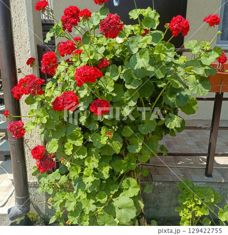 Red geranium in bloom in a vibrant and lush style in red and green colors representing summer gardening and joy against a house exterior background Red geranium in bloom in a vibrant and lush style in red and green colors representing summer gardening and joy against a house exterior background 129422755