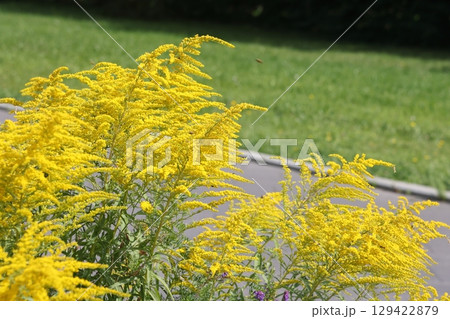 Yellow panicles of goldenrod flowers in a field on a sunny day. 129422879