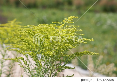 Yellow panicles of goldenrod flowers in a field on a sunny day. 129422880