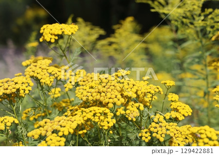 Tanacetum vulgare, common tansy, golden buttons,  129422881
