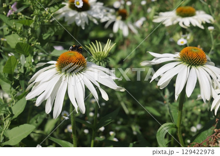Yellow coneflower , Echinacea Paradoxa , Yellow coneflower is a plant genius in the sunflower famil 129422978