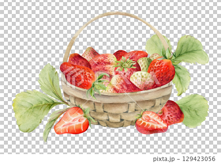 Strawberry in weaved basket with foliage leaves, ripe picked garden berry harvest heap, pineberry strasberry. Isolated illustration hand drawn in watercolor. Dessert cafe menu, farmers market grocery 129423056