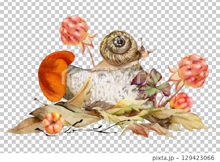 Birch bolete cep leccinum mushroom fungus, cloudberry berries scaber stalk with snail on top of fallen autumn leaves. Forest floor woodland ecosystem habitat. Nature hand drawn watercolor illustration Birch bolete cep leccinum mushroom fungus, cloudberry berries scaber stalk with snail on top of fallen autumn leaves. Forest floor woodland ecosystem habitat. Nature hand drawn watercolor illustration 129423066