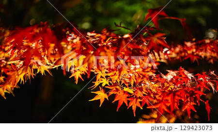Branch of Japanese maple with vivid red autumn leaves highlighted by light against dark background 129423073