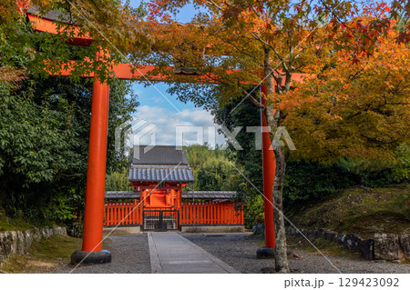 Traditional Shinto torii framed by vivid maple leaves in fall at Hachimangu Shrine in Kyoto 129423092