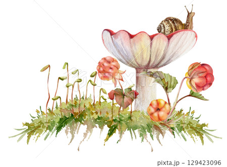 Russula cortinarius webcap mushroom with snail on cap, cloudberry berries on top of moss cushion spore stalks. Forest floor woodland ecosystem. Fungi natural illustration hand drawn in watercolor. Russula cortinarius webcap mushroom with snail on cap, cloudberry berries on top of moss cushion spore stalks. Forest floor woodland ecosystem. Fungi natural illustration hand drawn in watercolor. 129423096