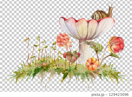 Russula cortinarius webcap mushroom with snail on cap, cloudberry berries on top of moss cushion spore stalks. Forest floor woodland ecosystem. Fungi natural illustration hand drawn in watercolor. Russula cortinarius webcap mushroom with snail on cap, cloudberry berries on top of moss cushion spore stalks. Forest floor woodland ecosystem. Fungi natural illustration hand drawn in watercolor. 129423096