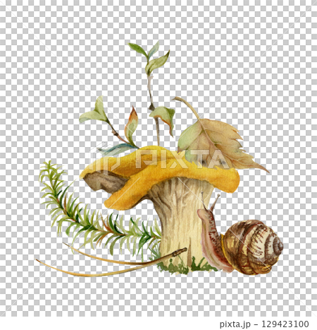 Golden chanterelle girolle mushroom fungus with crawling snail, horsetail plant, berry branch, pine needles, fallen autumn leaf moss growth. Forest floor nature illustration hand drawn in watercolor. Golden chanterelle girolle mushroom fungus with crawling snail, horsetail plant, berry branch, pine needles, fallen autumn leaf moss growth. Forest floor nature illustration hand drawn in watercolor. 129423100