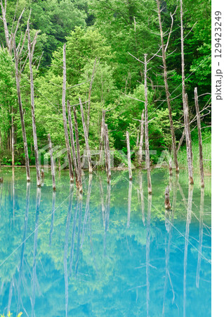 初夏の白金青い池（北海道・美瑛町） 129423249