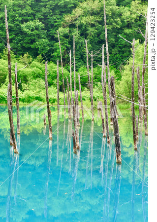 初夏の白金青い池（北海道・美瑛町） 129423254