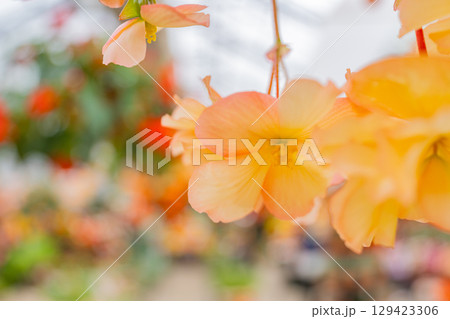 （大分県）くじゅう花公園の球根ベゴニア　白ピンク系 129423306