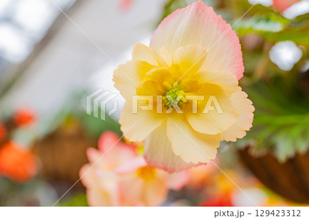 (大分県)くじゅう花公園の球根ベゴニア 白ピンク系 (大分県)くじゅう花公園の球根ベゴニア 白ピンク系 129423312