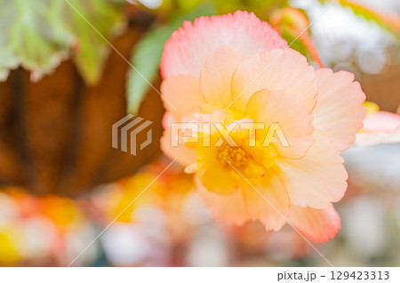（大分県）くじゅう花公園の球根ベゴニア　白ピンク系 129423313